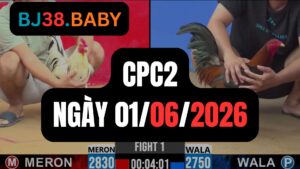 Đá gà thomo CPC2 ngày 01-06-2026