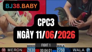 Đá gà thomo CPC3 ngày 11-06-2026