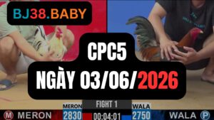Đá gà thomo CPC5 ngày 03-06-2026