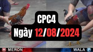 Đá gà thomo CPC4 ngày 12/08/2024