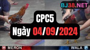Đá gà thomo CPC5 ngày 04/09/2024