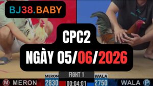Đá gà thomo CPC2 ngày 05-06-2026