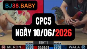 Đá gà thomo CPC5 ngày 10-06-2026