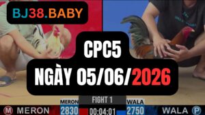 Đá gà thomo CPC5 ngày 05-06-2026