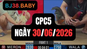 Đá gà thomo CPC5 ngày 30-06-2026