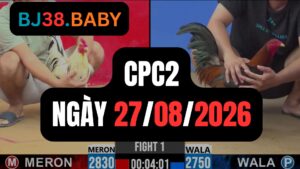 Video đá gà CPC2 Thomo hôm nay 27-08-2026