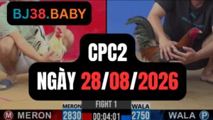 Video đá gà CPC2 Thomo hôm nay 28-08-2026