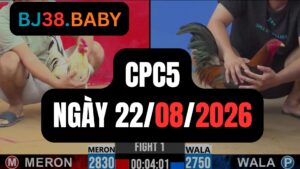 Video đá gà CPC5 Thomo hôm nay 22-08-2026