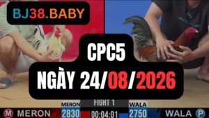 Video đá gà CPC5 Thomo hôm nay 24-08-2026