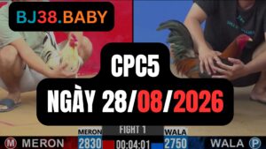 Video đá gà CPC5 Thomo hôm nay 28-08-2026