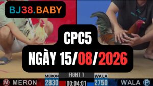 Video đá gà CPC5 Thomo hôm nay 15-08-2026