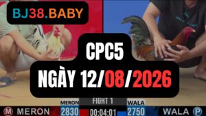 Video đá gà CPC5 Thomo hôm nay 12-08-2026