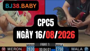 Video đá gà CPC5 Thomo hôm nay 15-08-2026