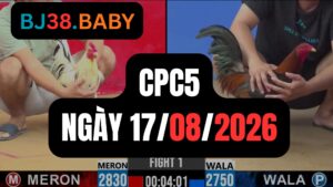 Video đá gà CPC5 Thomo hôm nay 17-08-2026