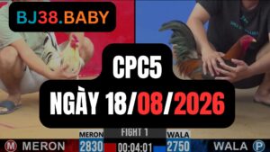 Video đá gà CPC5 Thomo hôm nay 18-08-2026