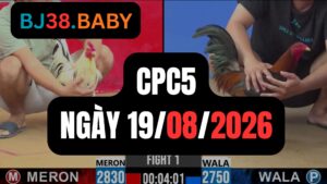 Video đá gà CPC5 Thomo hôm nay 19-08-2026